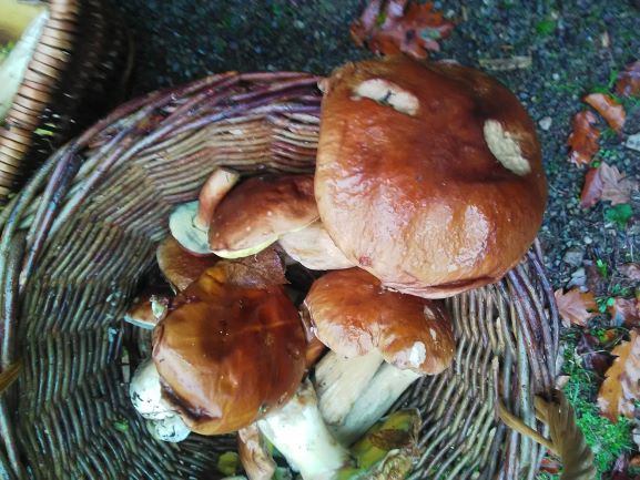 sortie champignons 301019 2