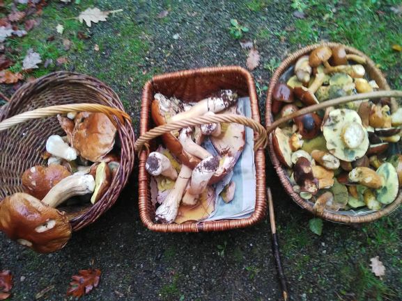 sortie champignons 301019 3